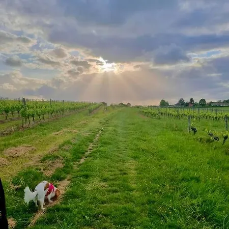 Repos Et Detente Au Coeur Des Vignes Lignan-de-Bordeaux Exterior foto